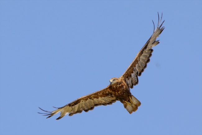 Van'da tedavi edilen 35 kuş doğaya bırakıldı